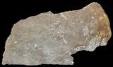 Ordovician Bryozoans (Chasmatopora) Plate - Estonia #49958-1
